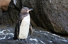 Galapagos Penguin